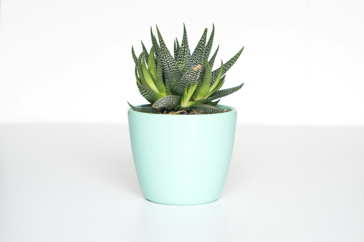 Lush Indoor Plants Collection