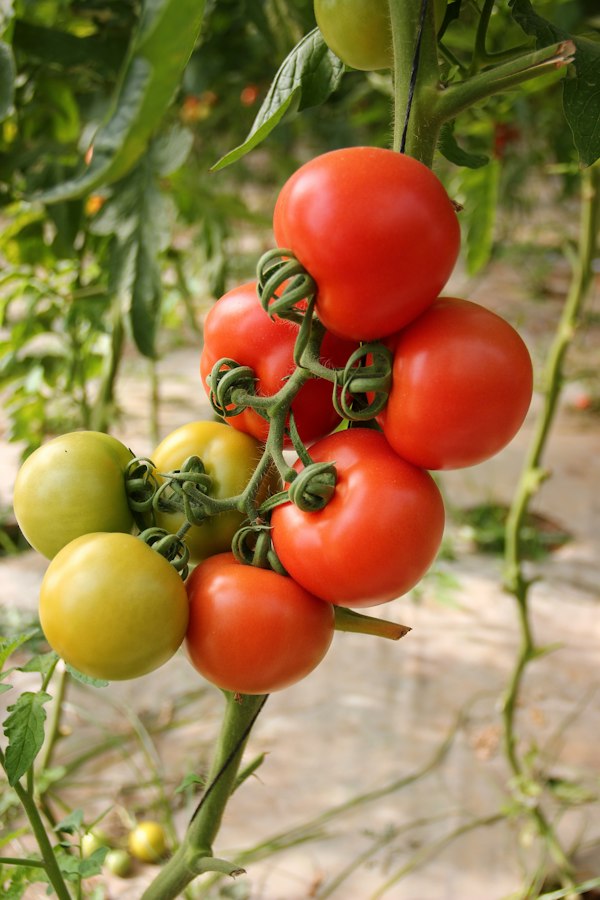 Kitchen Garden Organic Cherry Tomato Sapling
