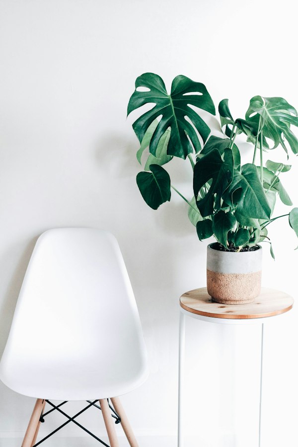 Top 4 NASA Air-Purifier Plant Combo with Ceramic Pots