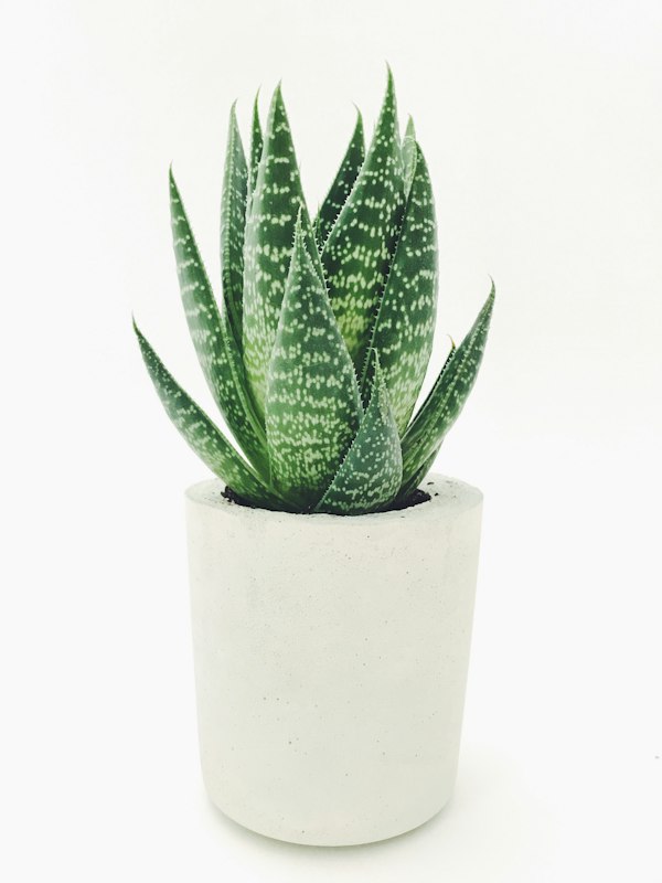 Workdesk Greenery Duo (Jade + Syngonium)
