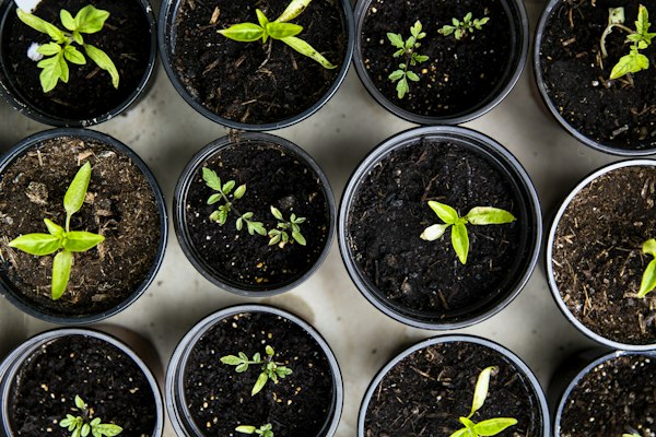 Exotic Herb & Salad Seeds Combo (Pack of 8)