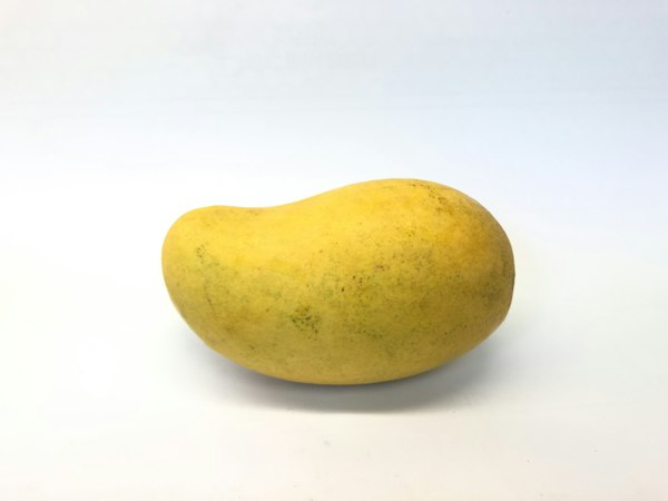 All-Time Dwarf Alphonso Mango Grafted Plant