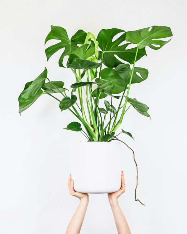 Peace Lily (Spathiphyllum) - Air Purifier